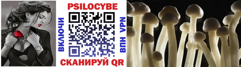 купить   Палласовка  Псилоцибиновые грибы Cubensis 